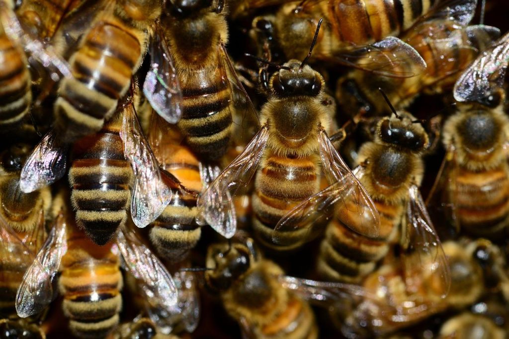 Heidehoning in een glas, afkomstig van bijen die nectar verzamelen van bloeiende heideplanten in Nederlandse heidevelden